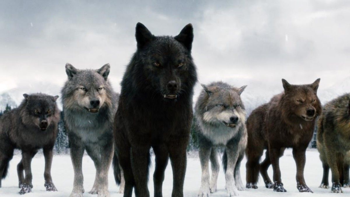 Twilight Wolf Pack