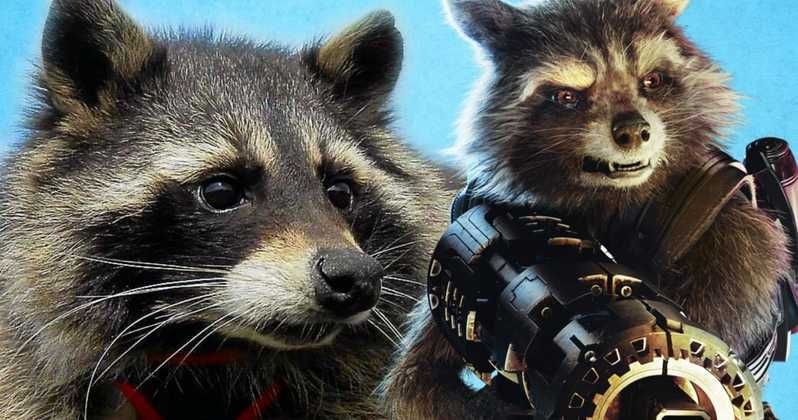 oreo-the-raccoon