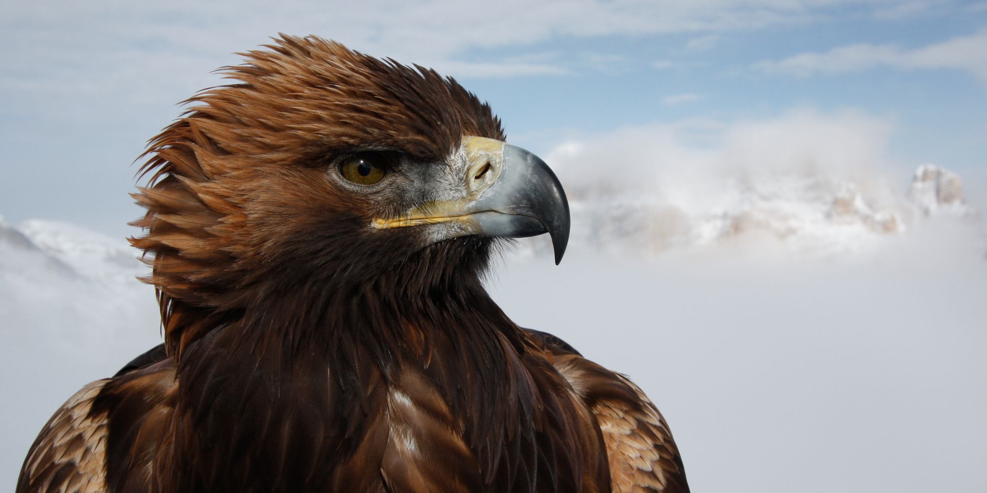 Golden Eagle Hostile Planet National Geographic