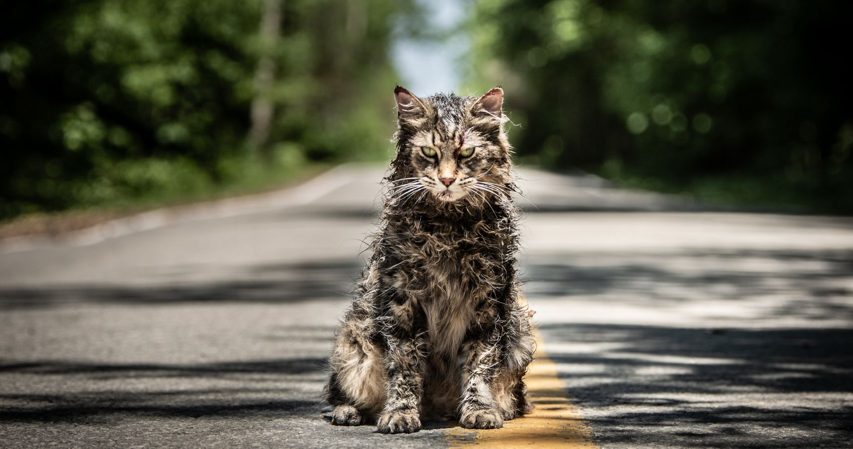 Church the Cat sentado na estrada do remake de Pet Semetary 2019.