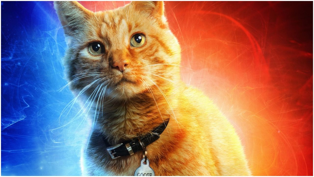 Goose from Captain Marvel