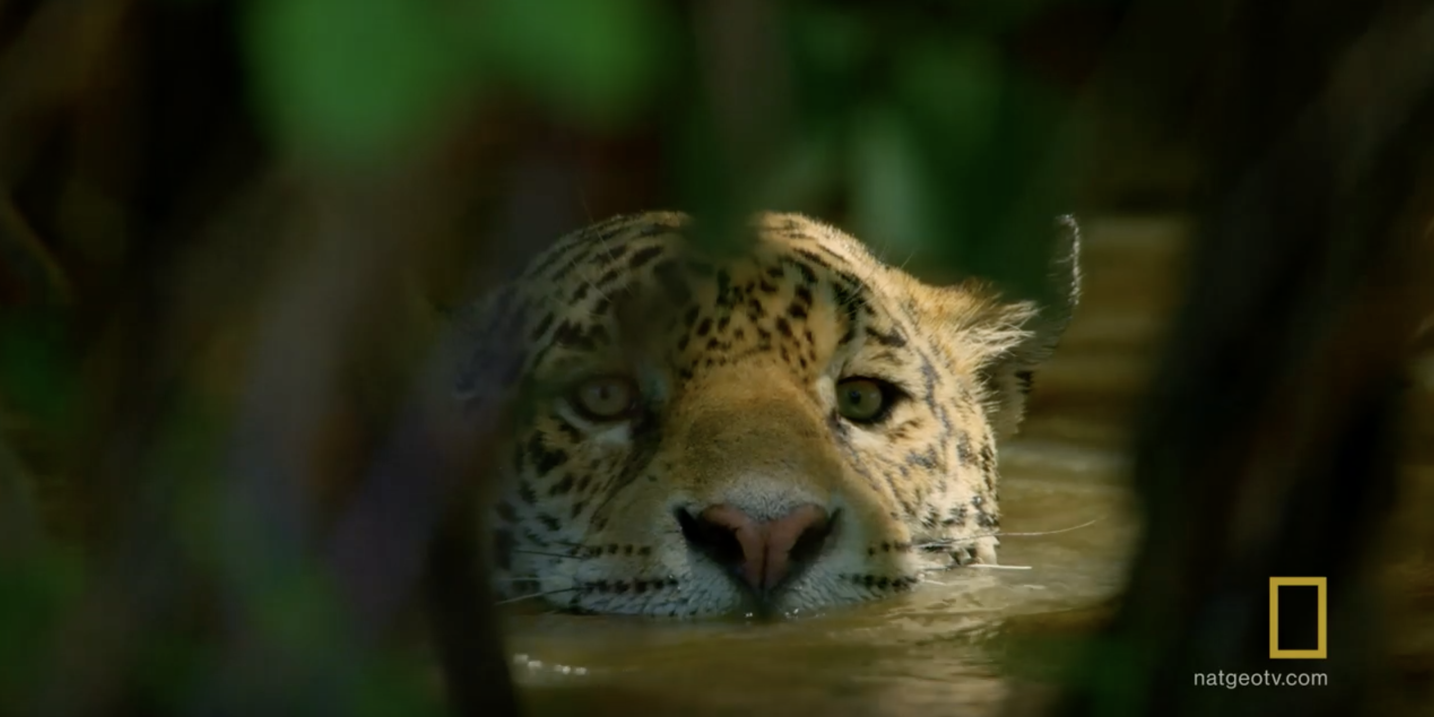Hostile Planet Footage Shows A Jaguar Hunting... A Crocodile