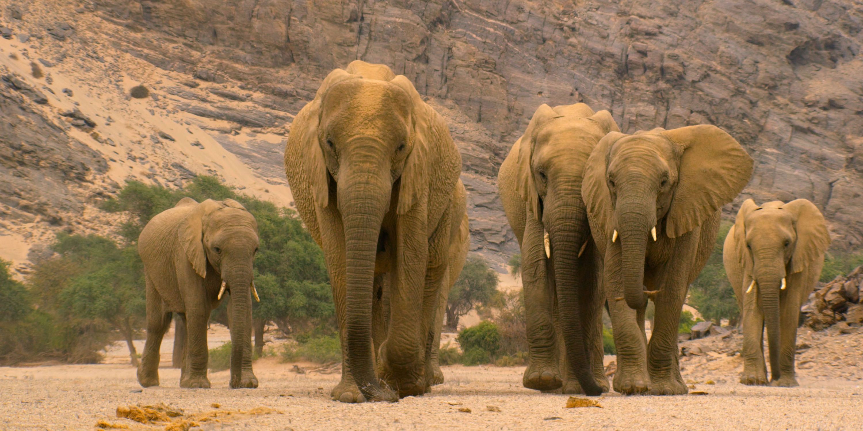 Our Planet Elephants