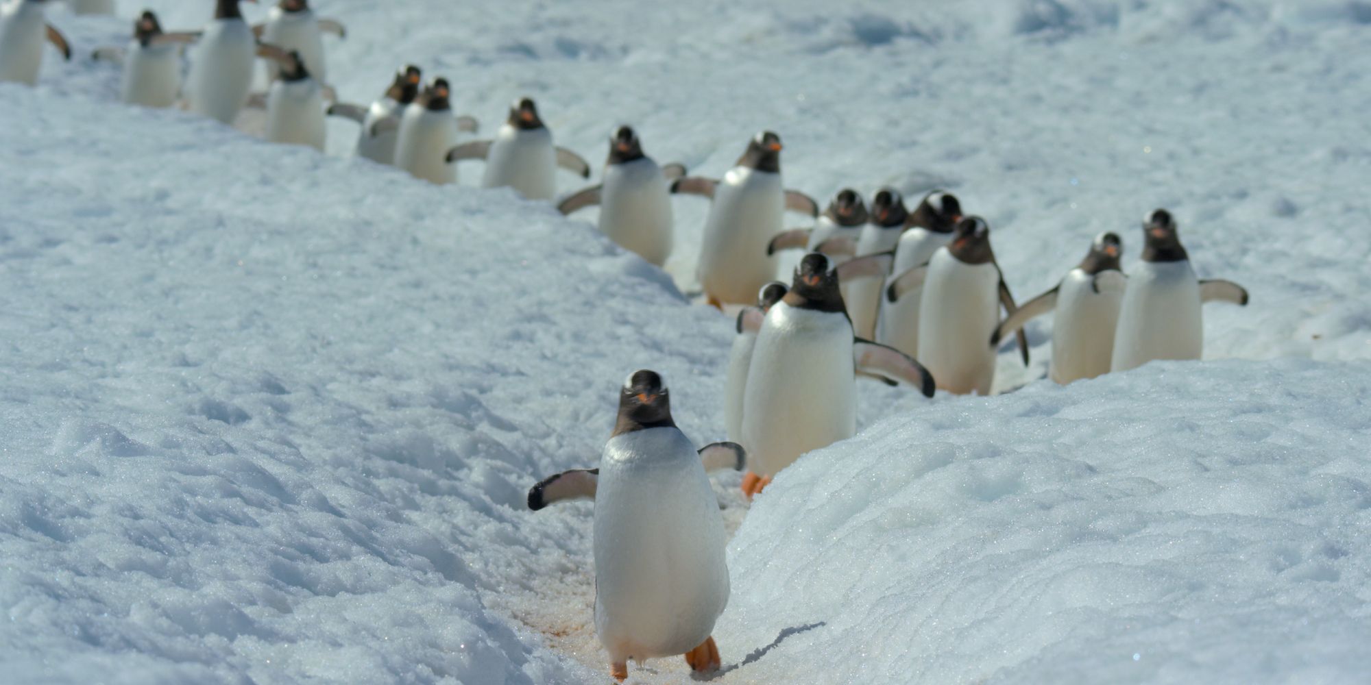 Penguins Our Planet Netflix