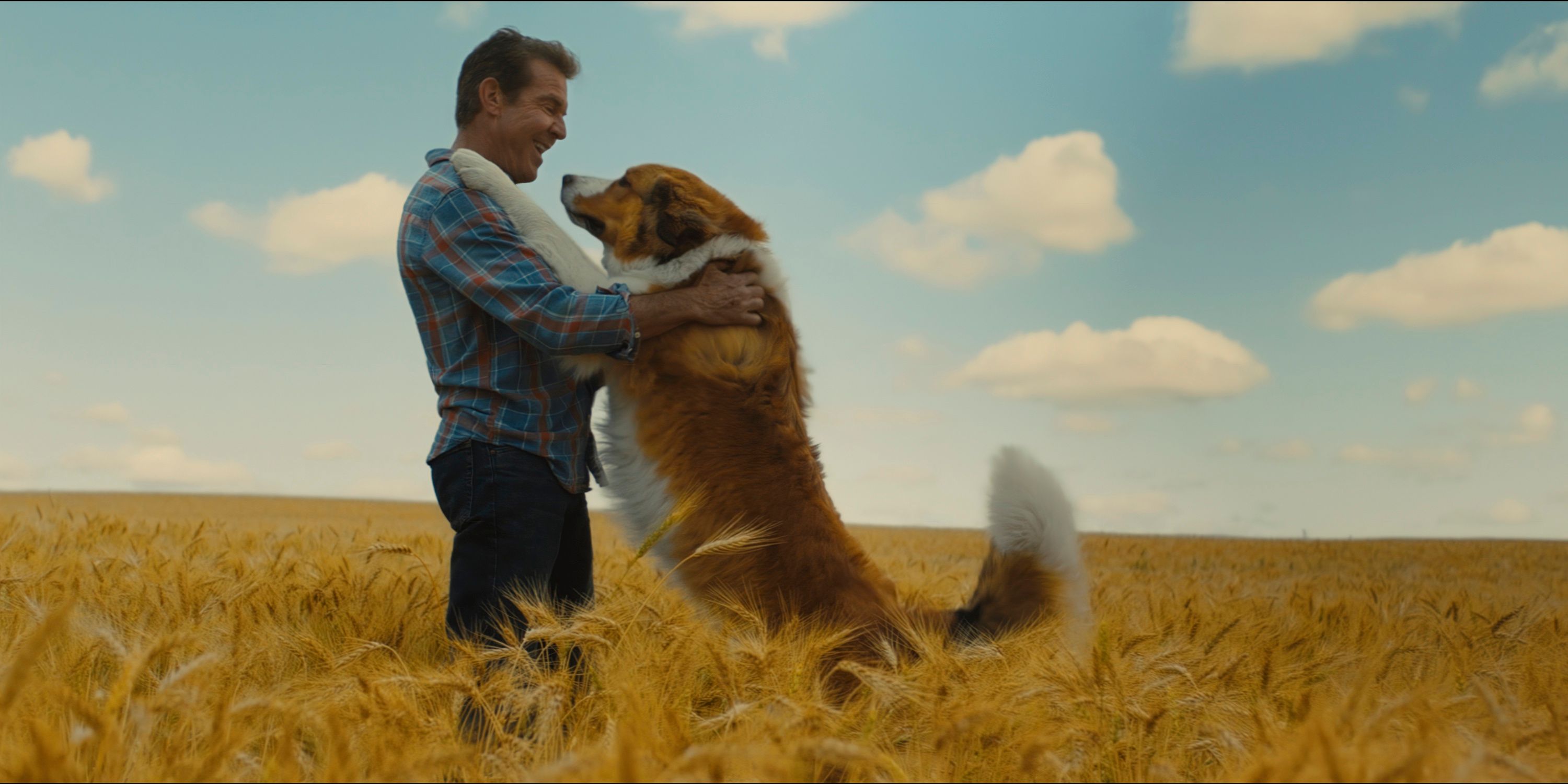 Dennis Quaid as Ethan and Bailey in A Dog's Journey