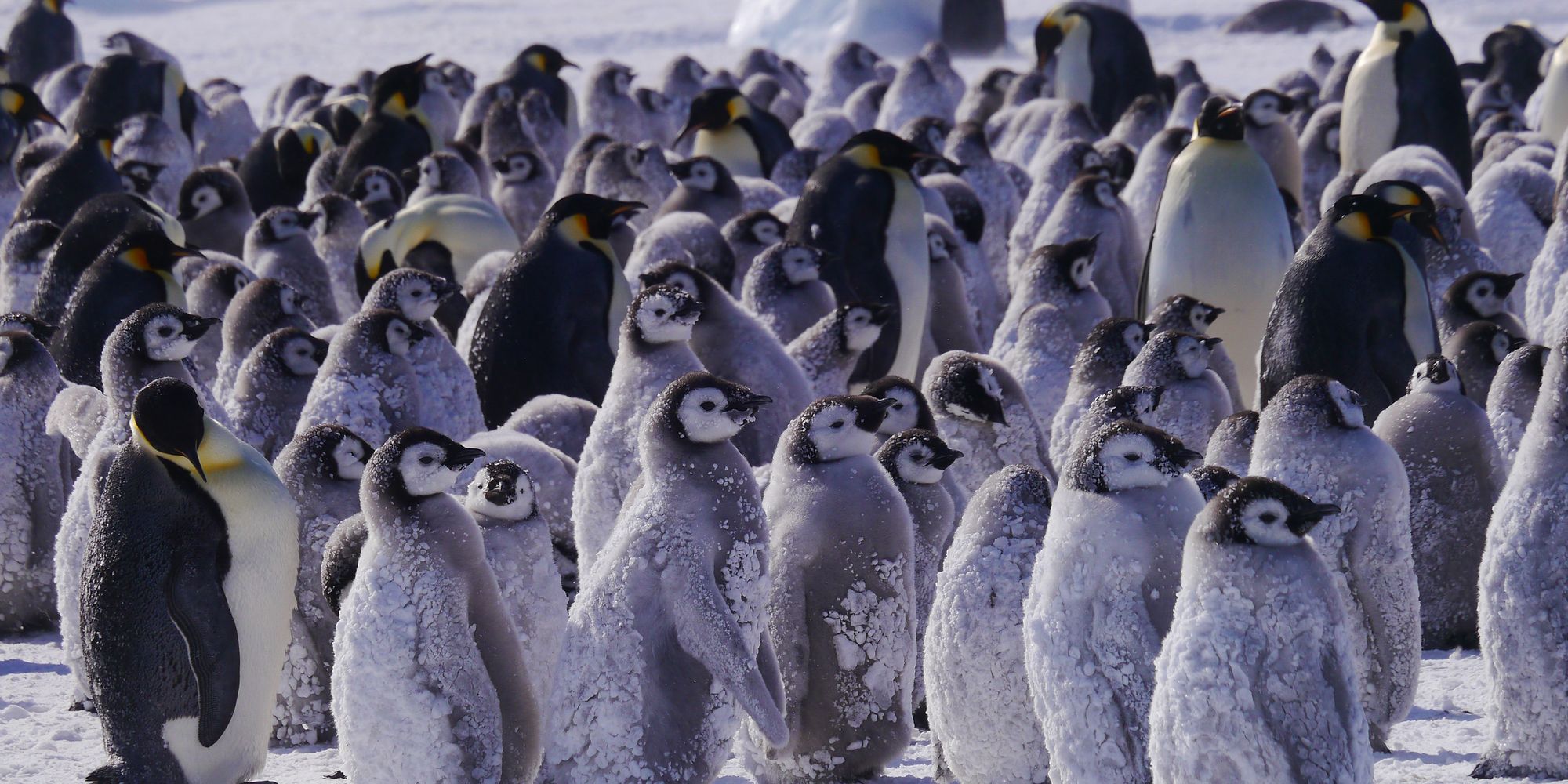 Emperor Penguins Hostile Planet National Geographic