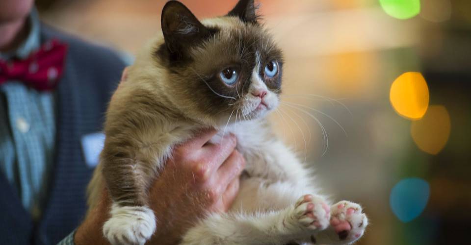 Grumpy Cat Dead At 7 Following Illness Screen Rant