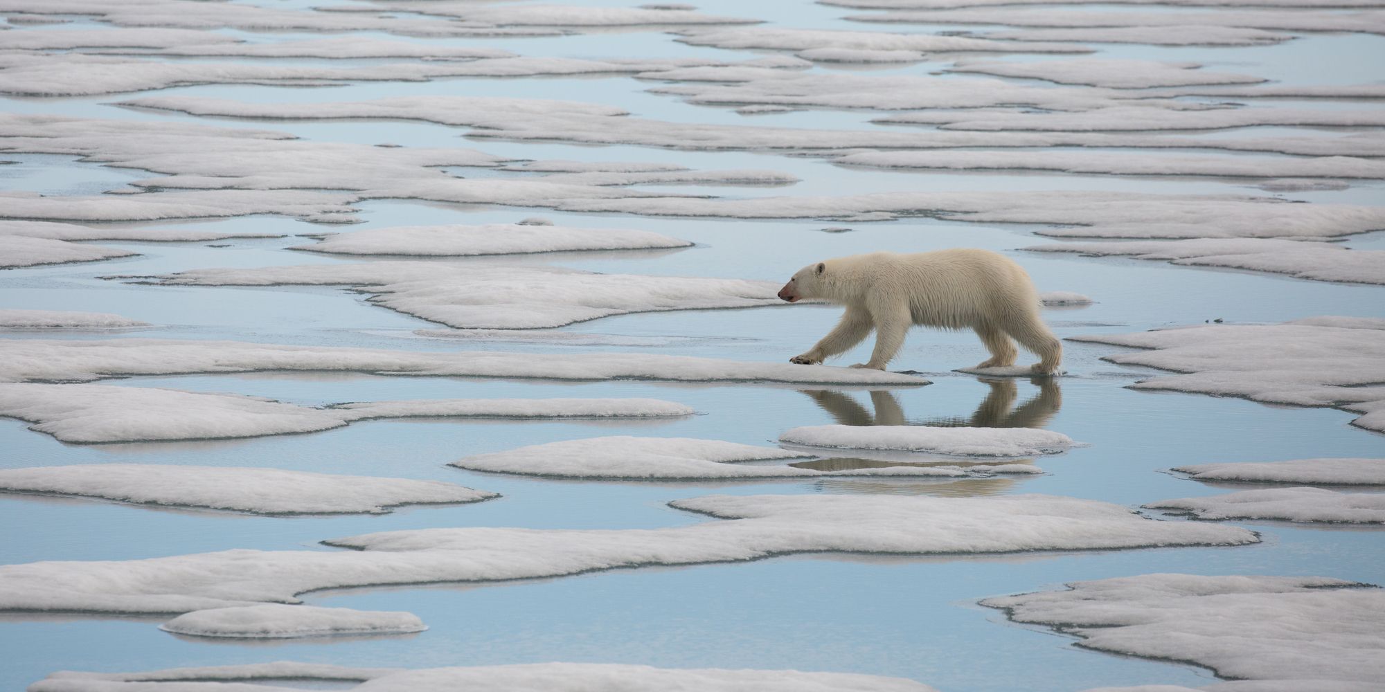 Polar Bear Hostile Planet National Geographic