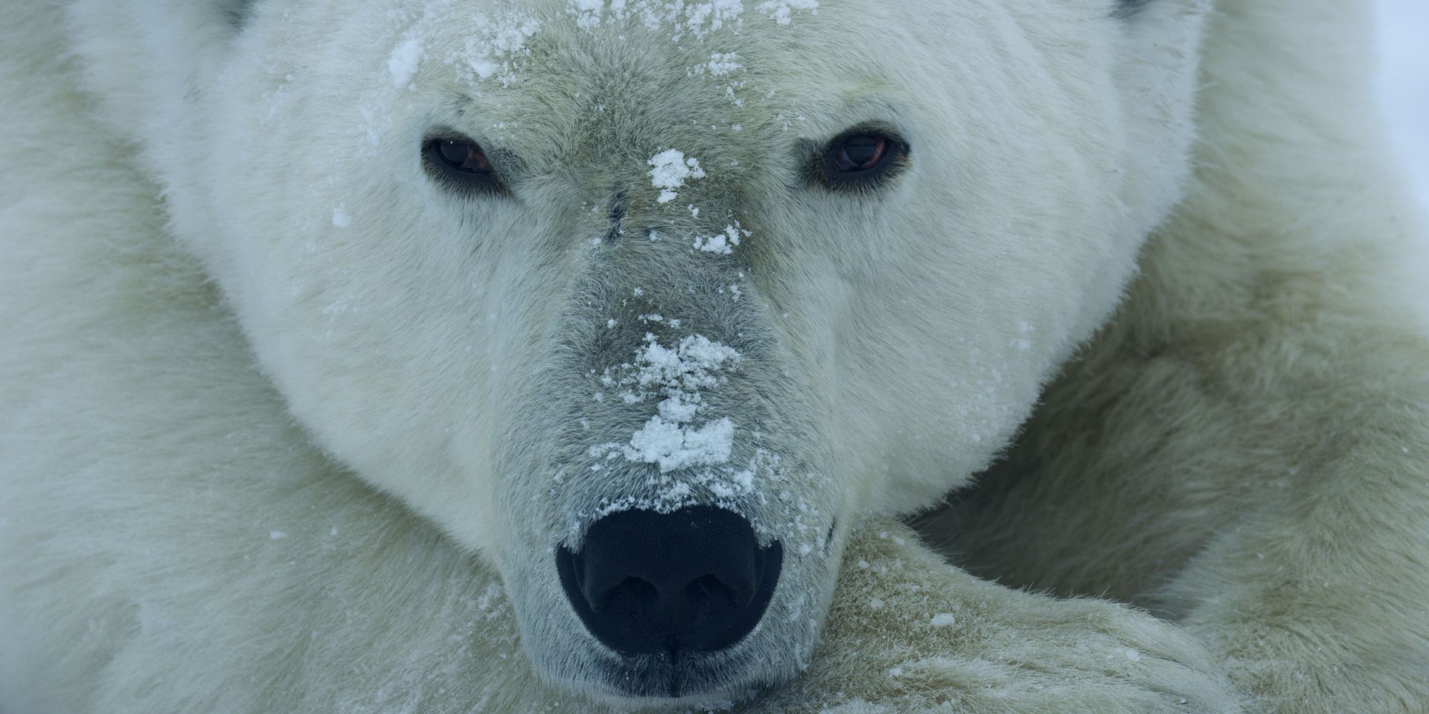 Polar Bear in Hostile Planet National Geographic