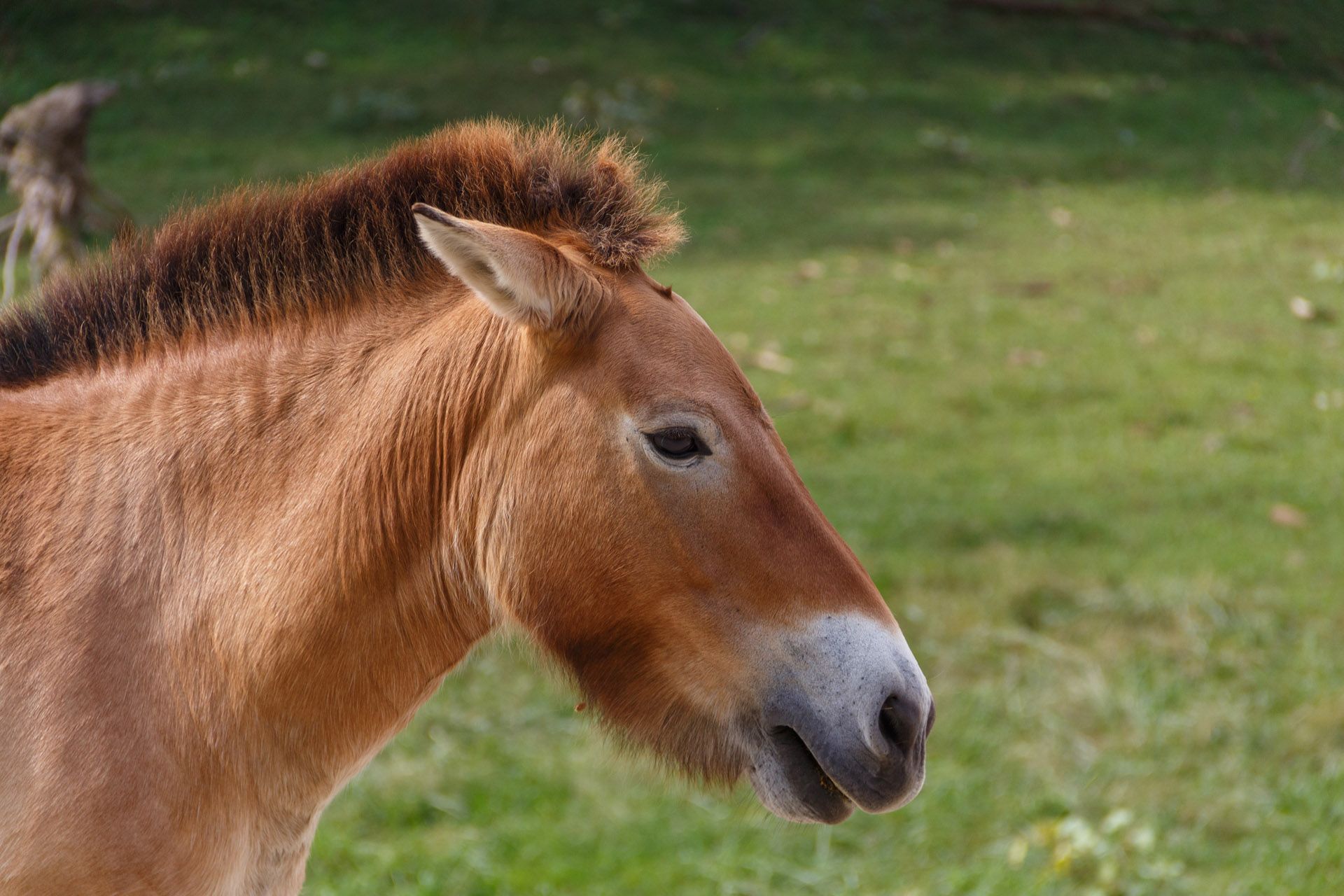 Secrets of the Zoo - Przewalski horse