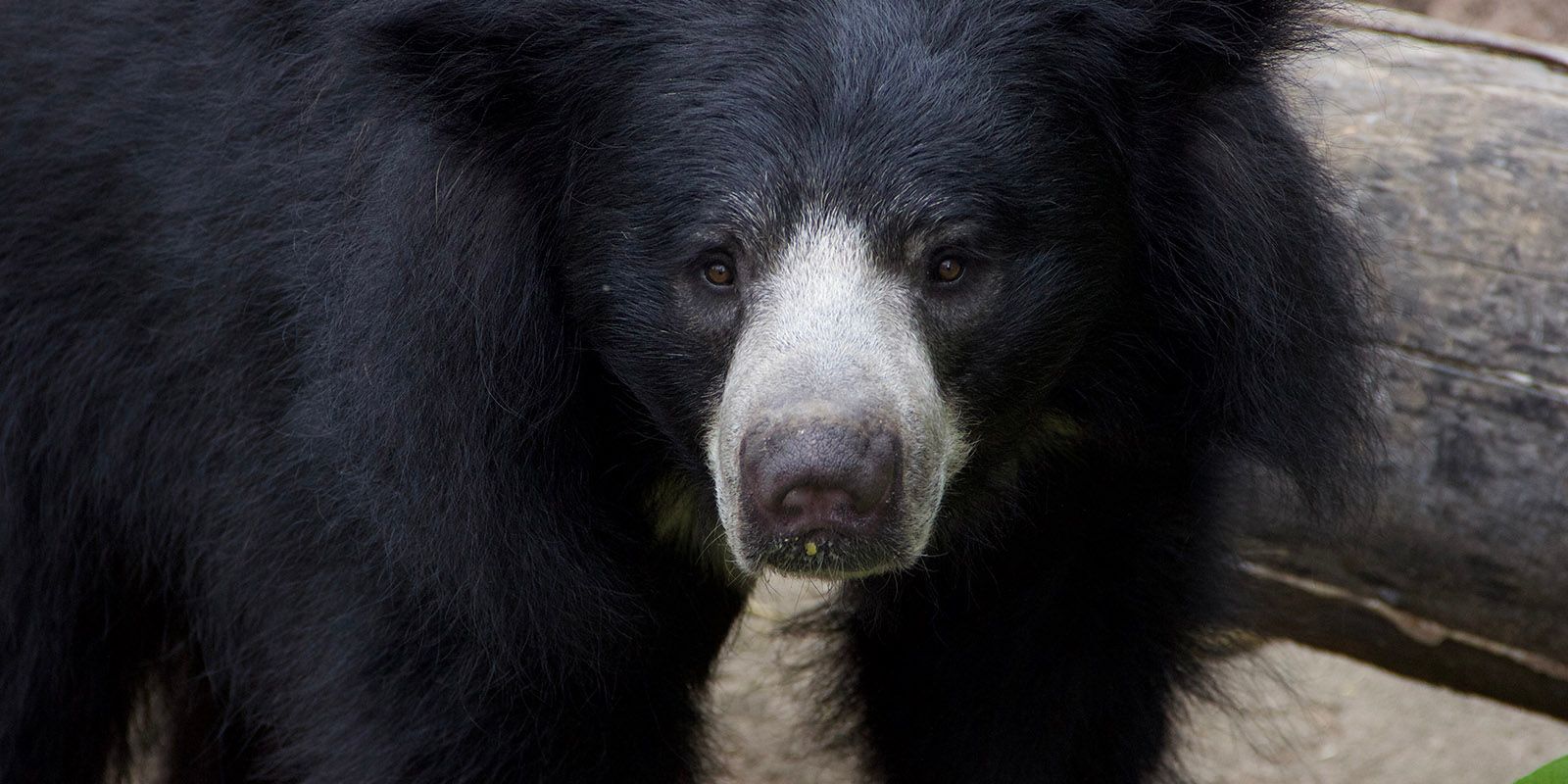 Secrets of the Zoo Season 2 Sloth Bear Exhibit