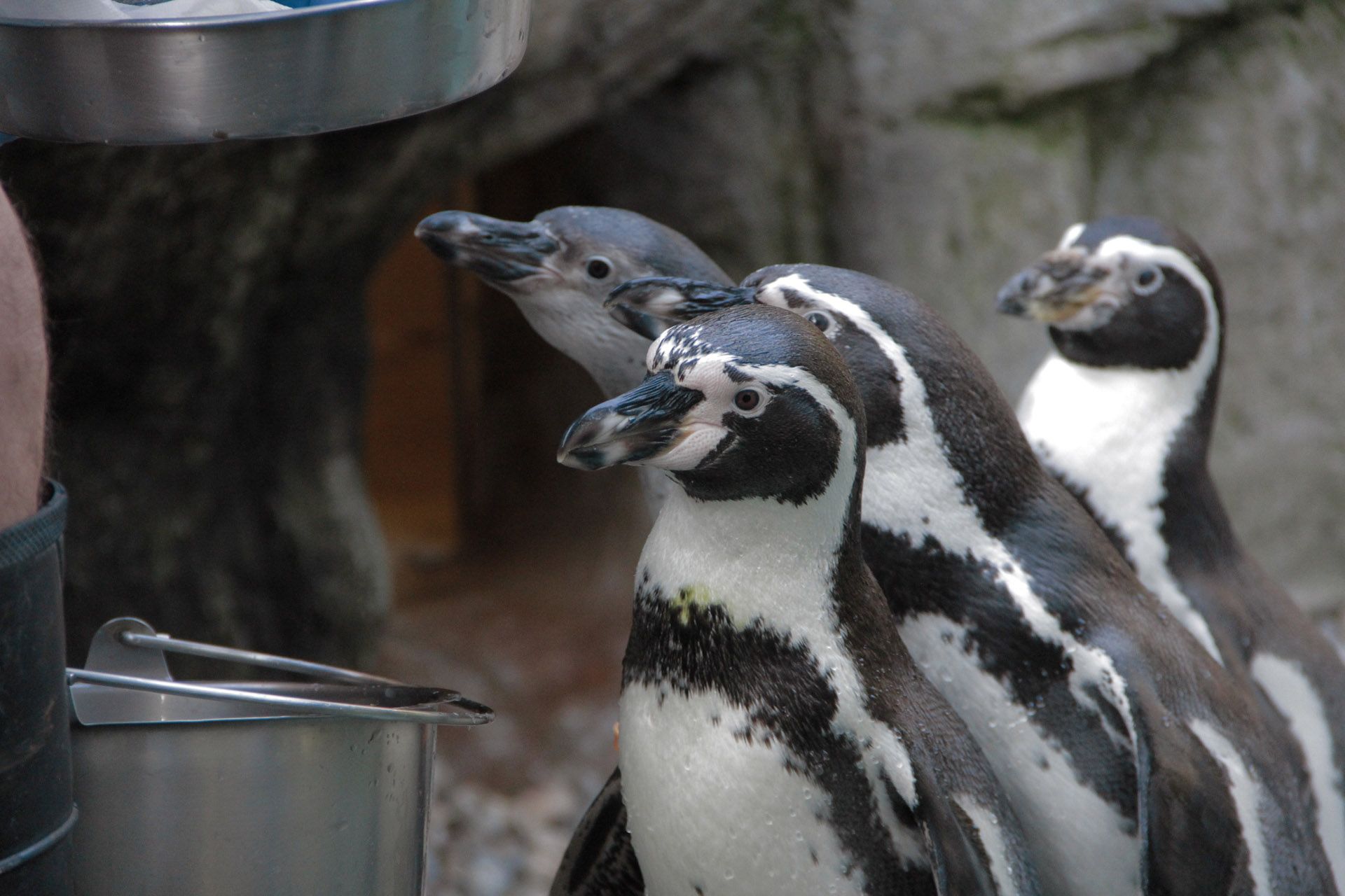 Secrets of the Zoo - group of Humboldt penguins