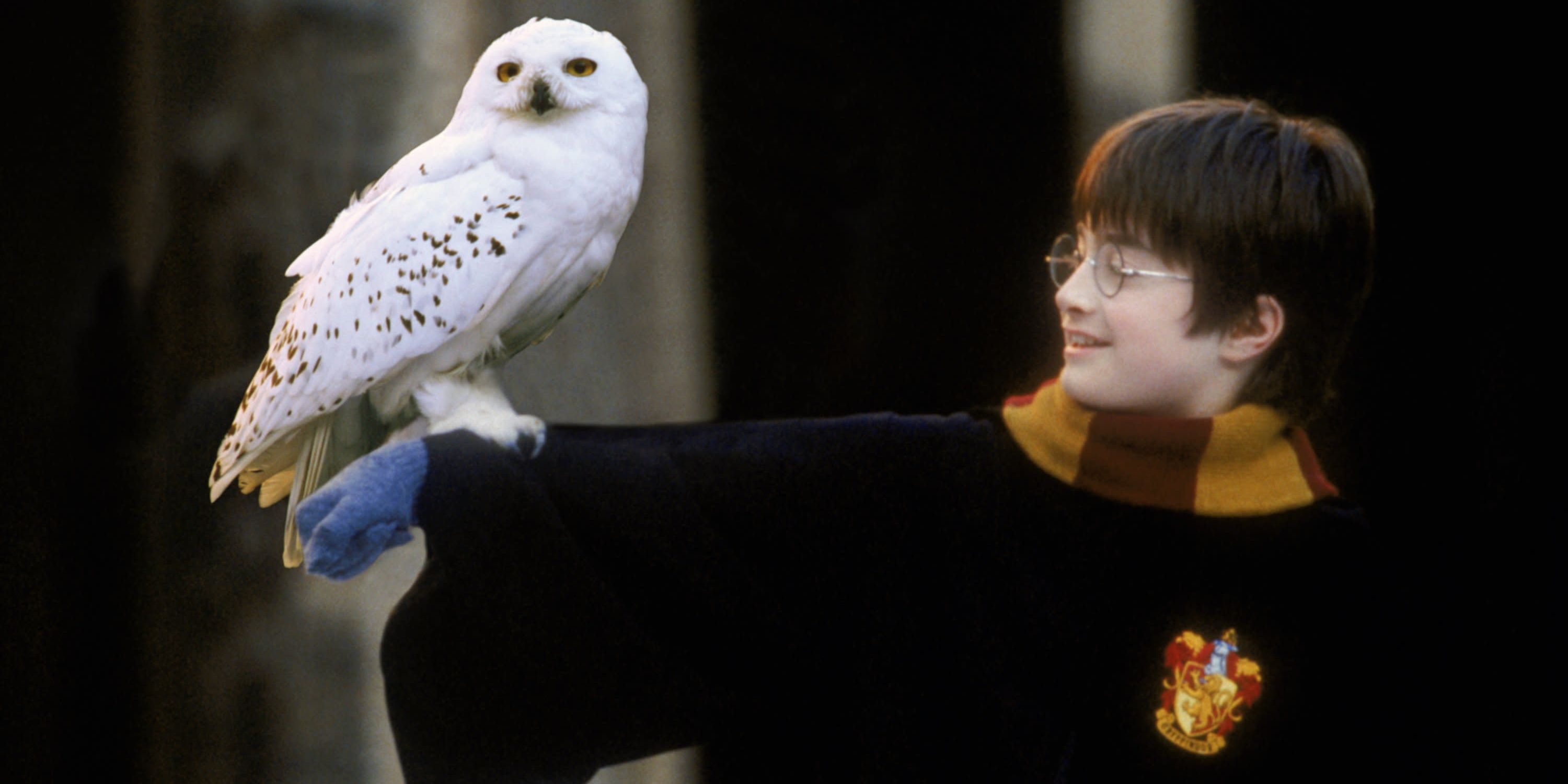 Harry Potter holding Hedwig.
