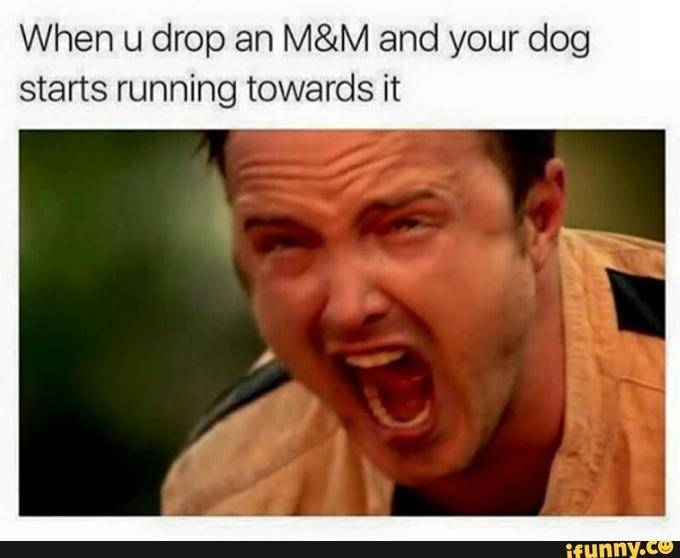 Walter White Dog Meme