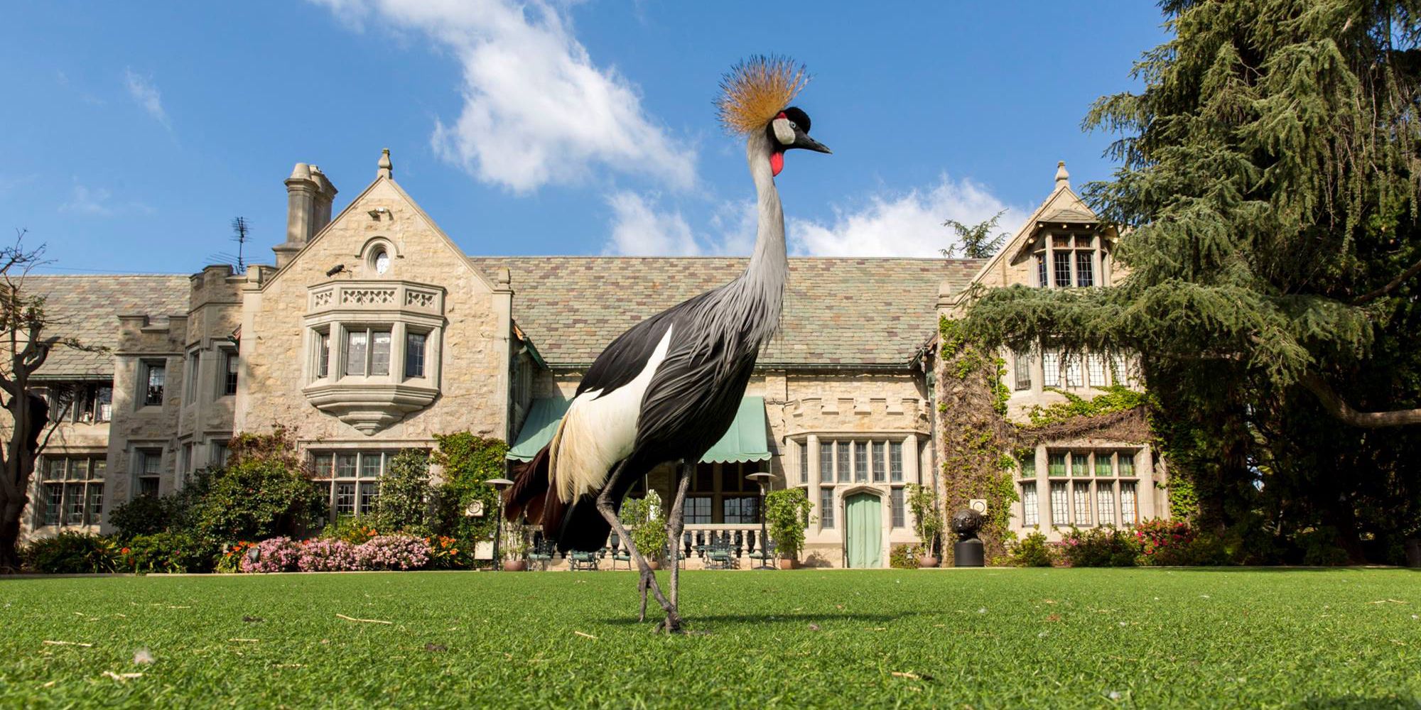 Playboy Mansion Zoo African Crane