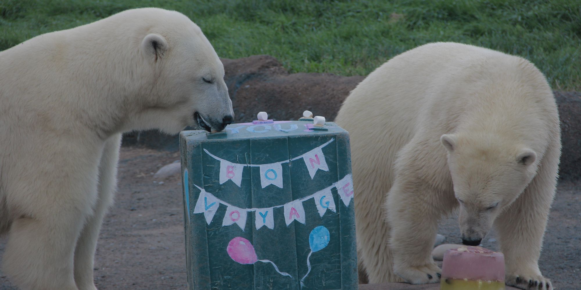 Polar Bears Secrets of the Zoo Season 2 Nat Geo WILD