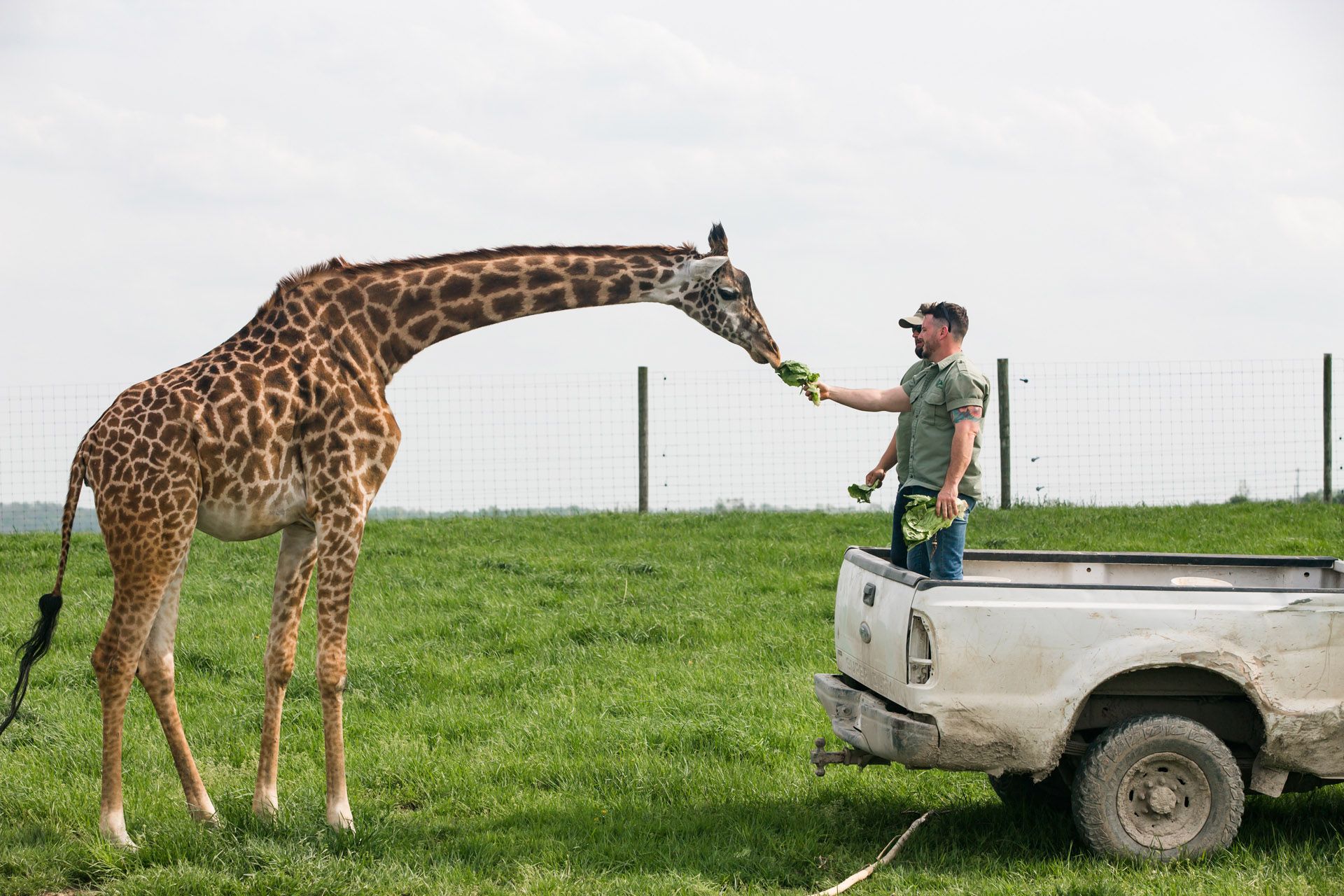 Secrets of the Zoo Season 2 Press Trip - Giraffe in The Wilds