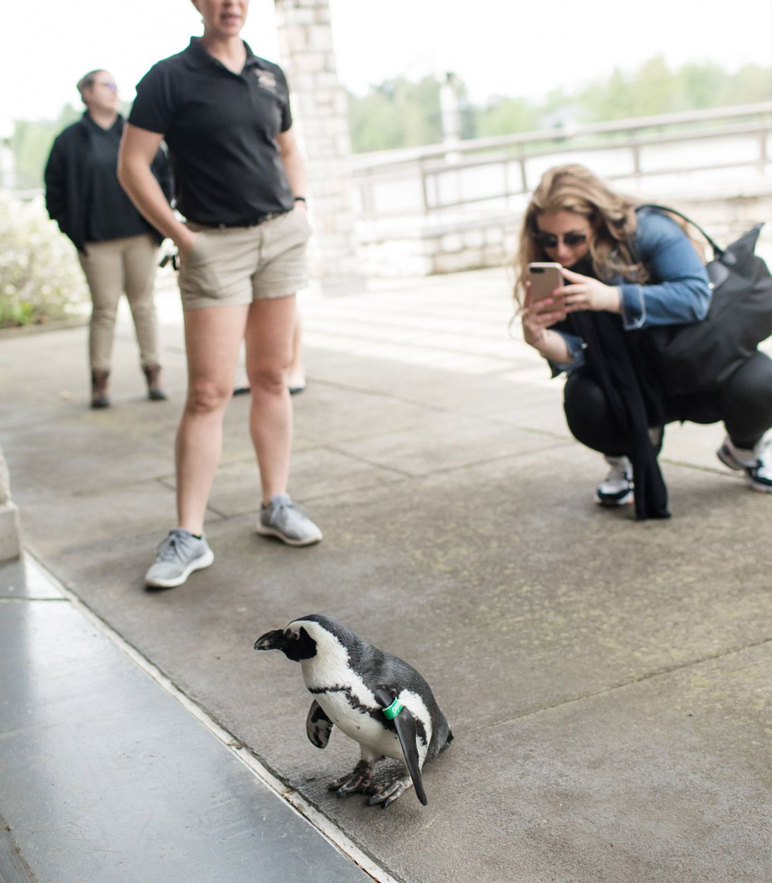 Secrets of the Zoo Season 2 Press Trip Penguin VERTICAL