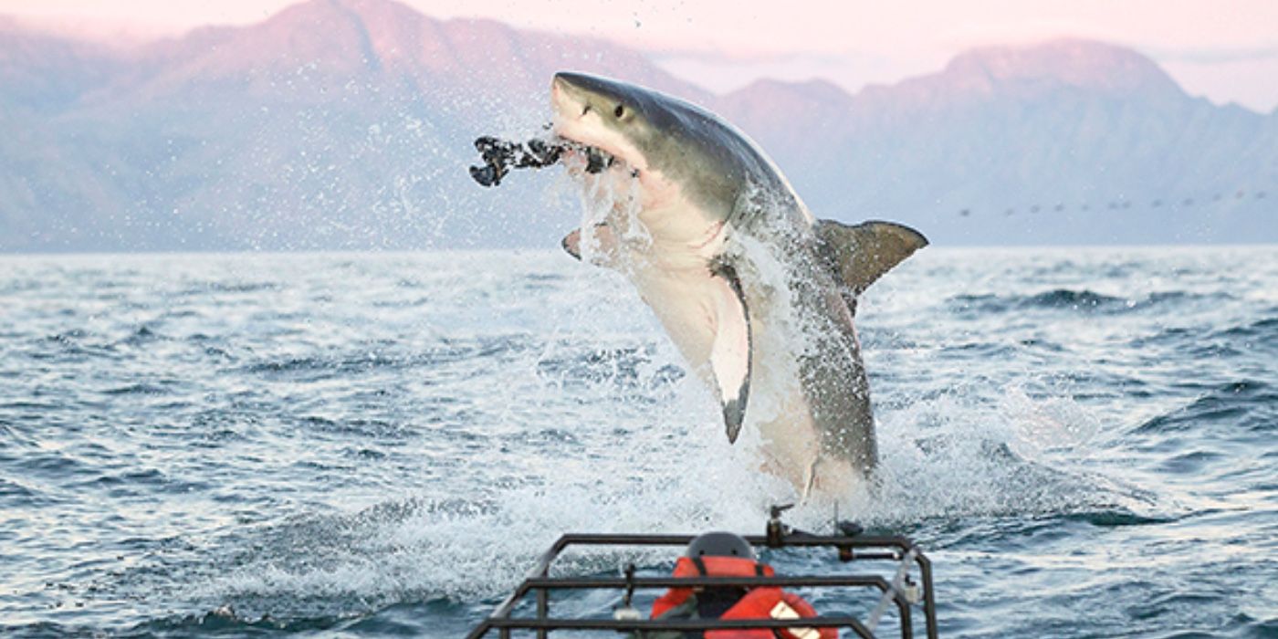 When Is Shark Week 2019? Here's What Specials To Expect This Year