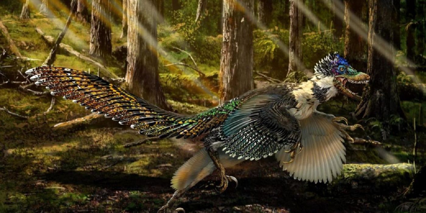 Velociraptor Turkey
