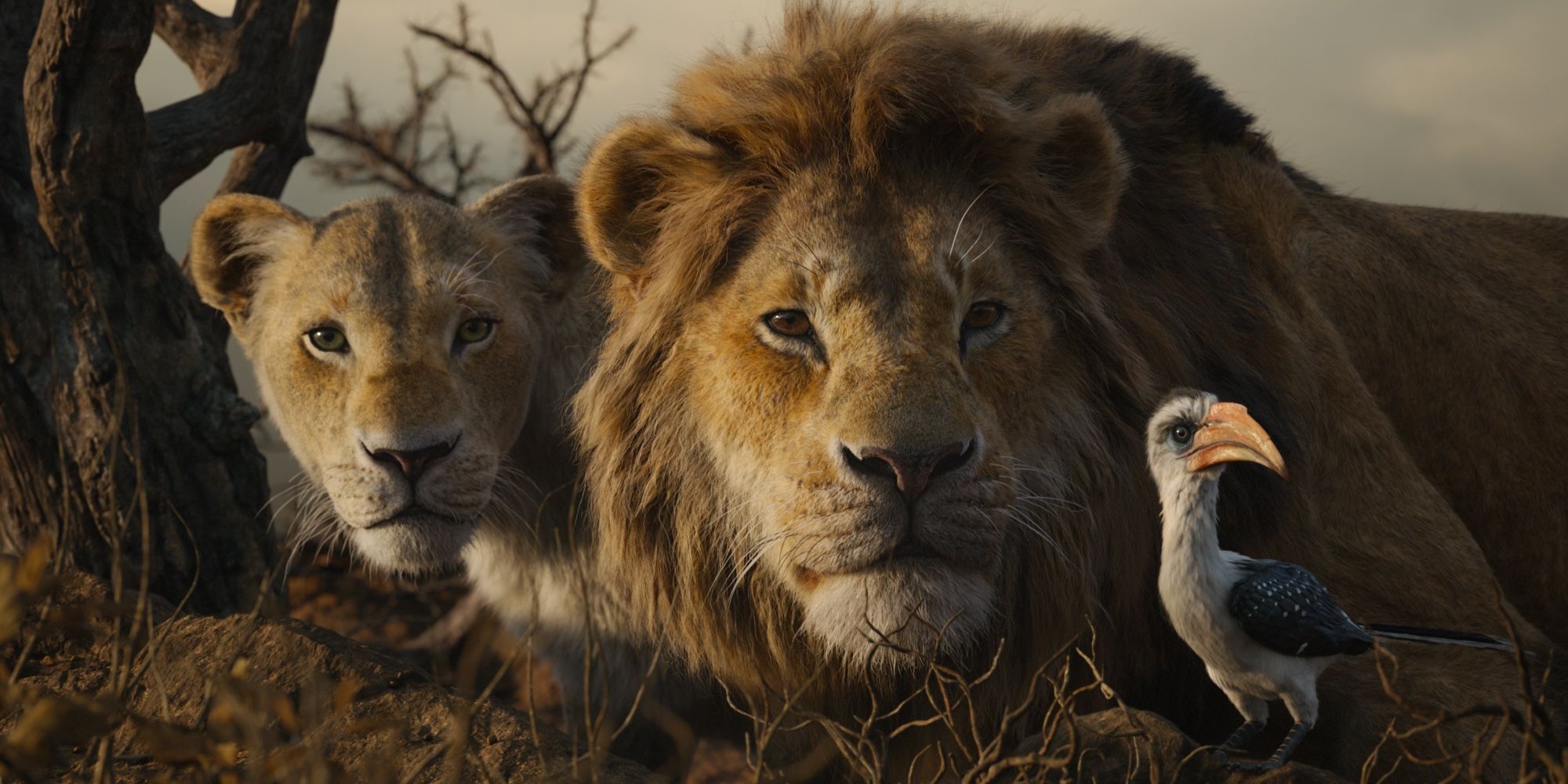 Nala, Simba e Zazu em O Rei Leão 2019