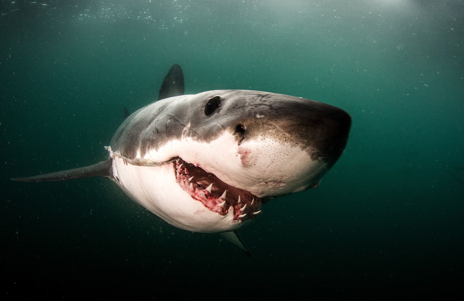 SharkFest Mako Shark Closeup