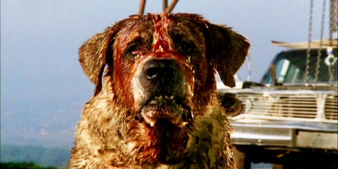 Cujo from the Stephen King film of the same name.