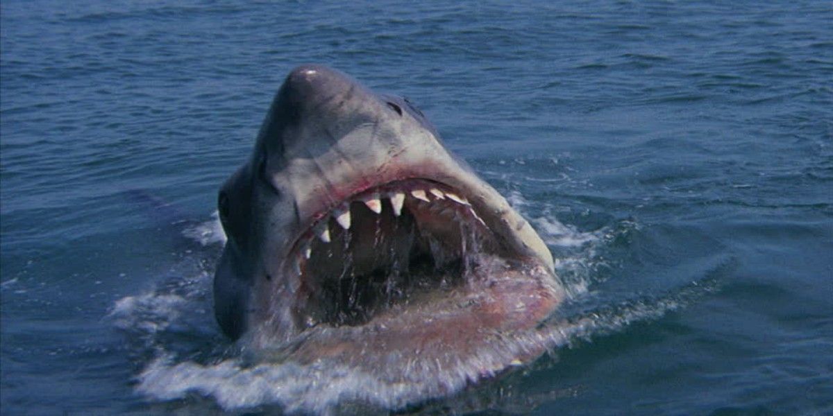 The shark from Jaws surfaces in the sea
