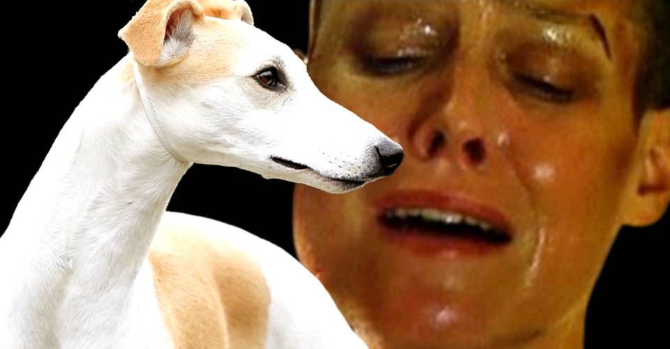 Alien 3 S Xenomorph Was Almost A Whippet In A Costume