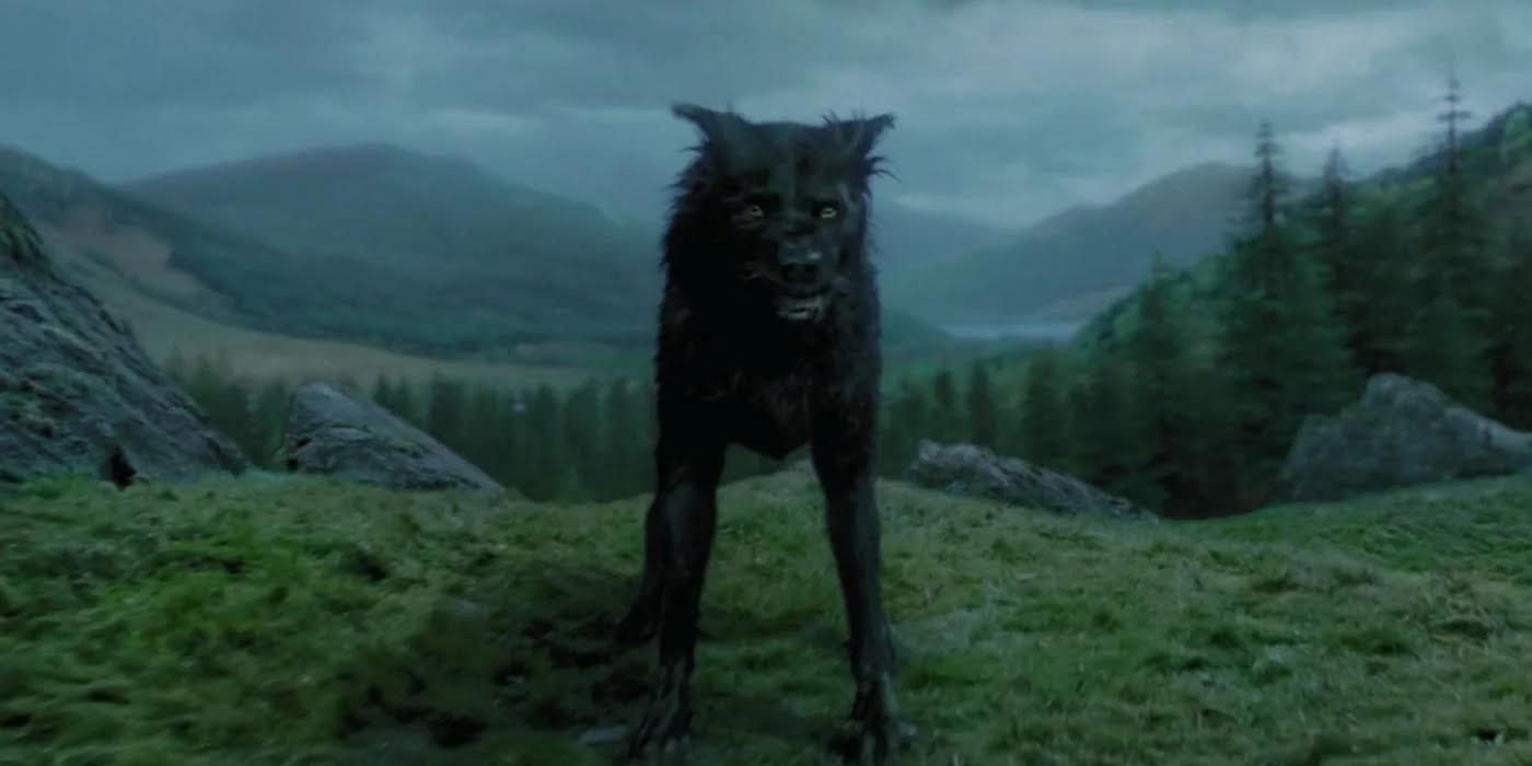 Sirius Black's dog animagus form
