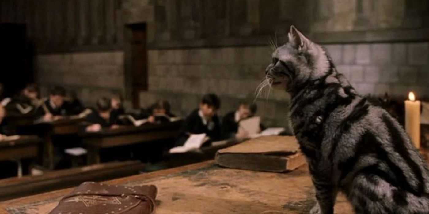 McGonagall em sua forma de gato sentada em sua mesa em Harry Potter. 