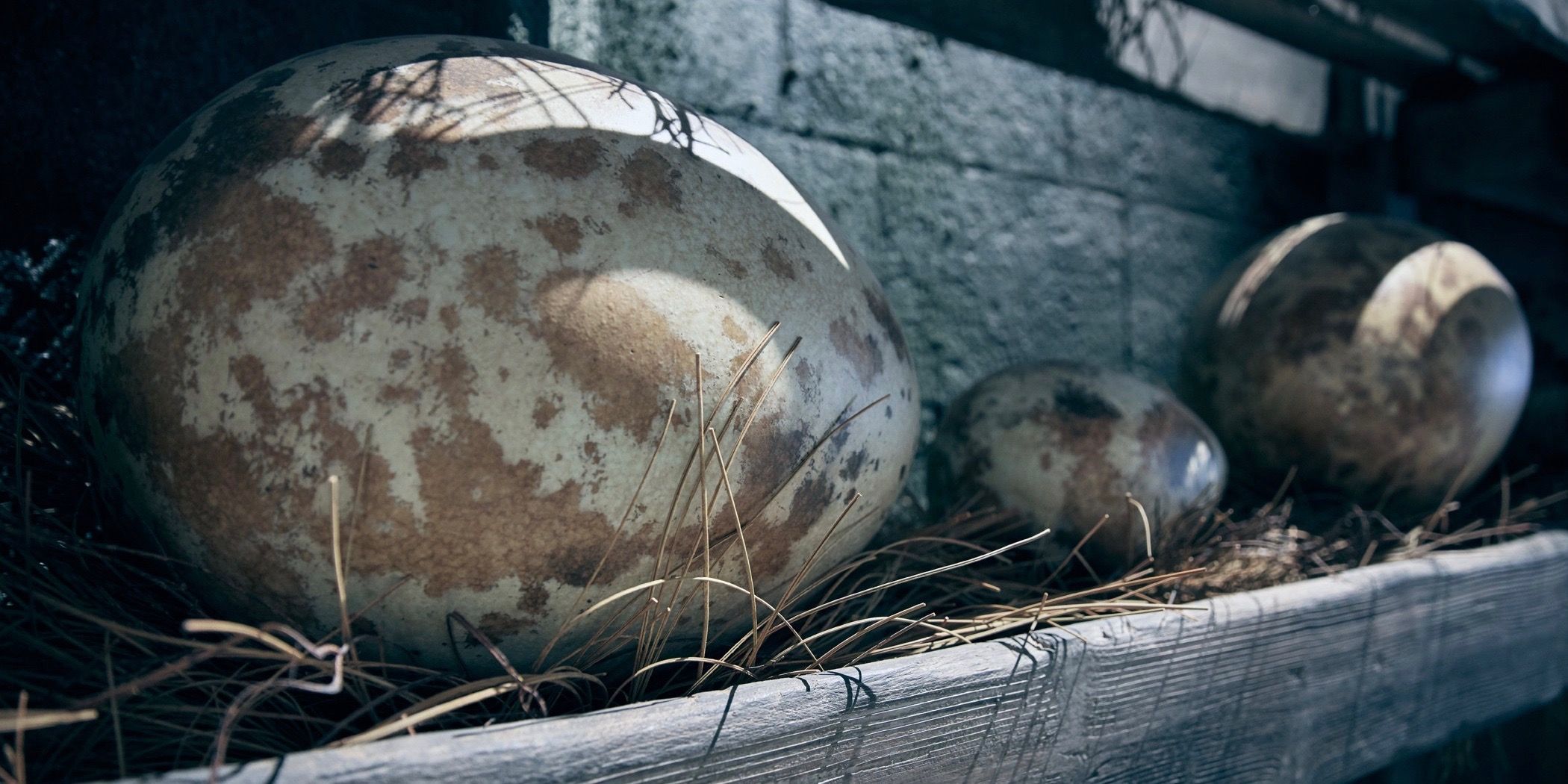 Eggs in Care of Magical Creatures