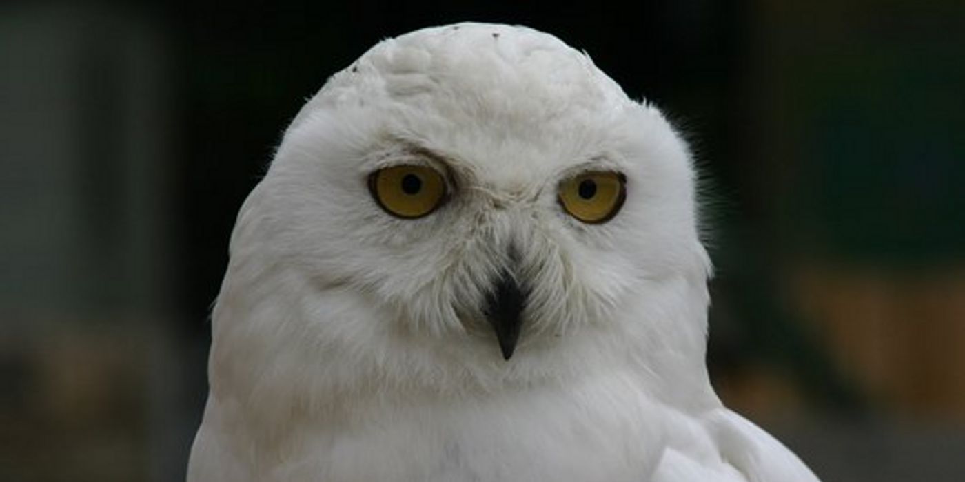 A close-up of Hedwig in Harry Potter
