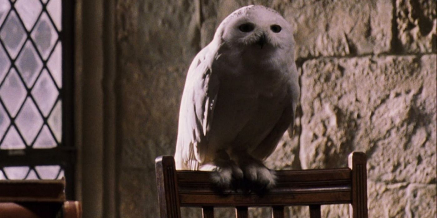 Hedwig on a perch inside of Hogwarts in Harry Potter. 