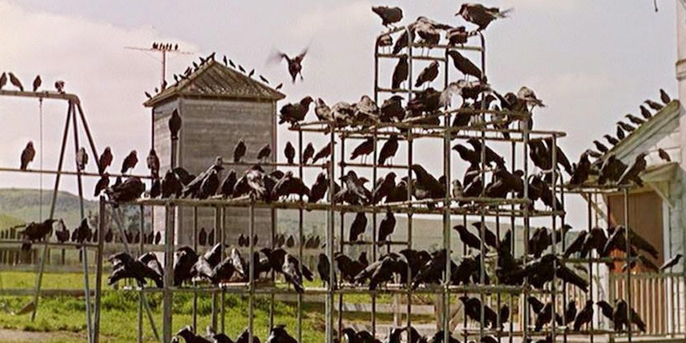 Crows gather on a jungle gym during the day in The Birds.