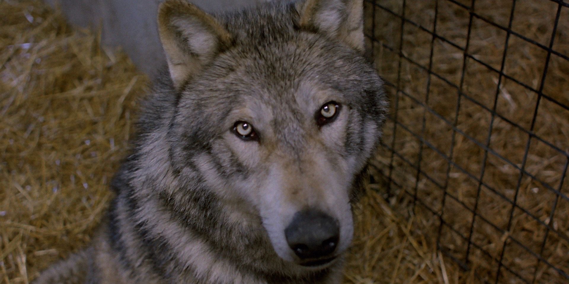 Wolf From An American Werewolf in London