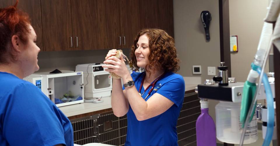 Lone Star Veterinary Clinic Flower Mound Tx Best Flower Site