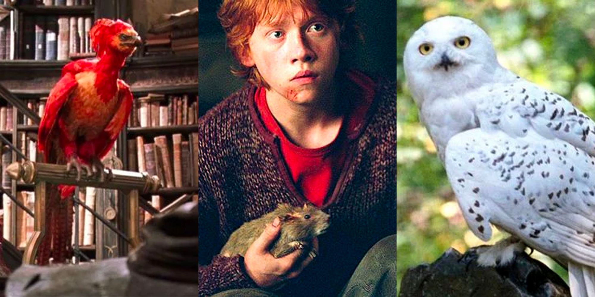 Harry Potter: 15 Most Helpful Pets, Ranked