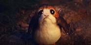 Star Wars 10 Details About Porgs You Missed