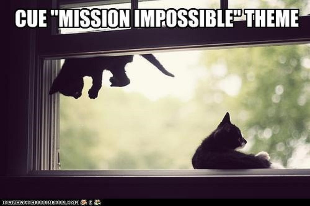 Cat mission impossible