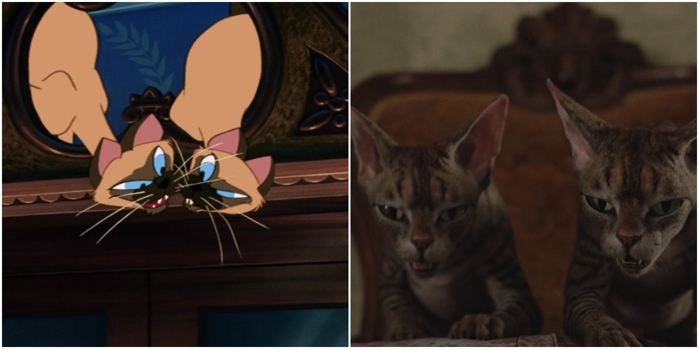 Entry 2 - Aunt Sarah&rsquo;s Cats in 1955 and 2019