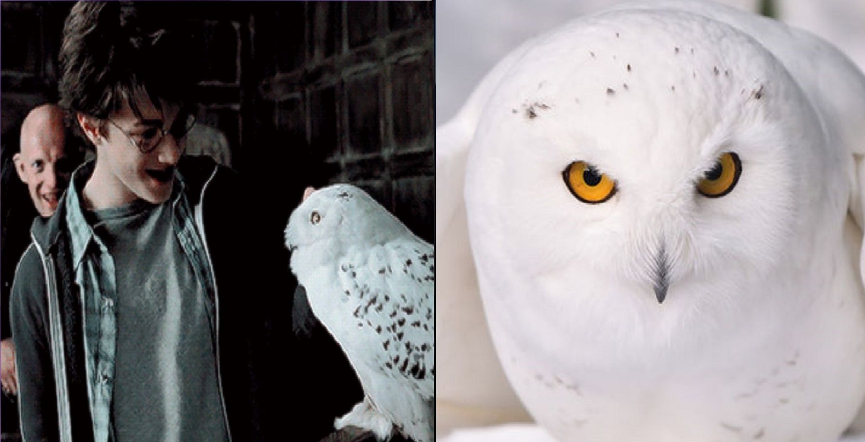 Hedwig's Cage  Harry and the Potters