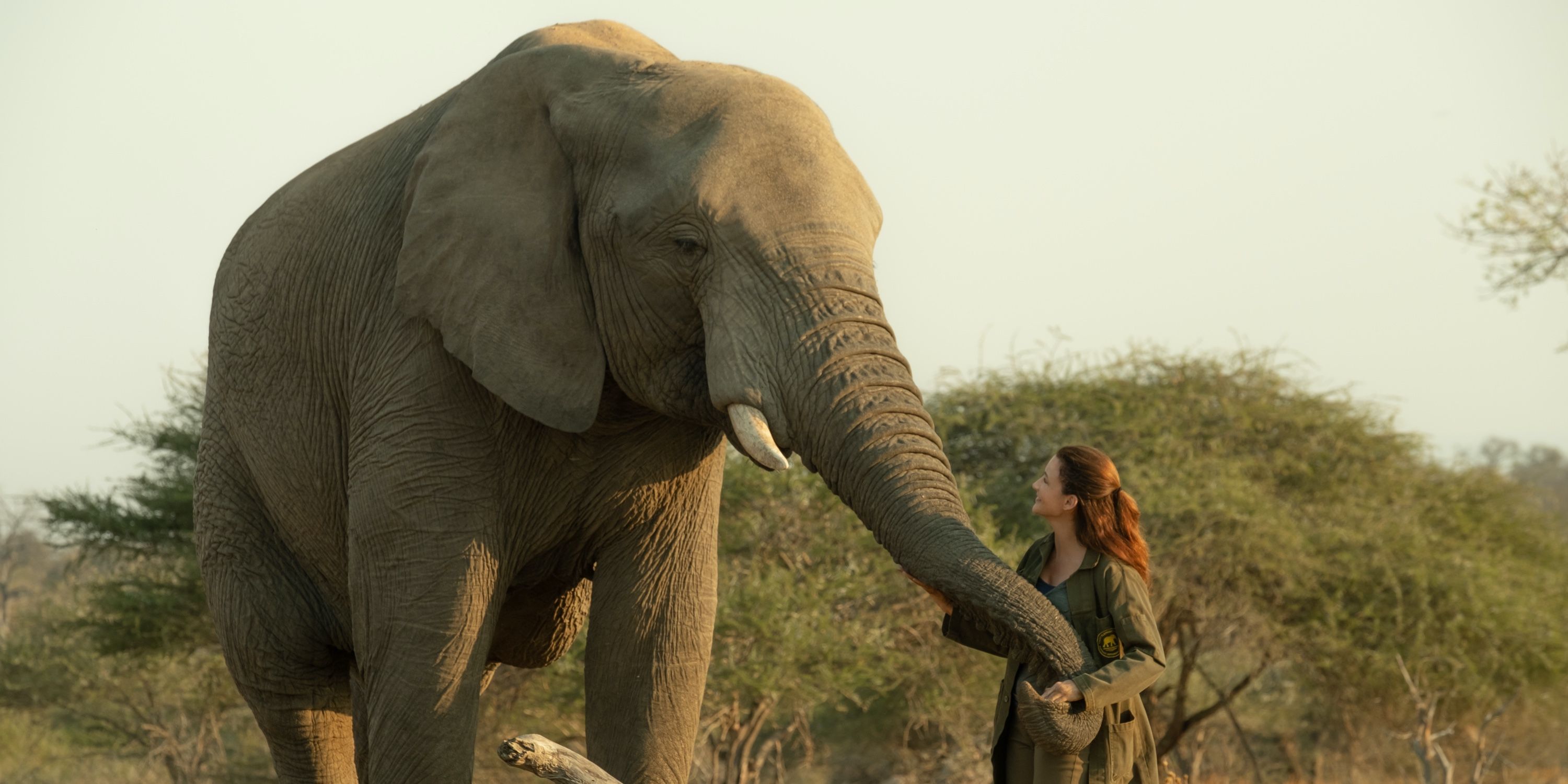 Holiday in the Wild Kristin Davis Elephant