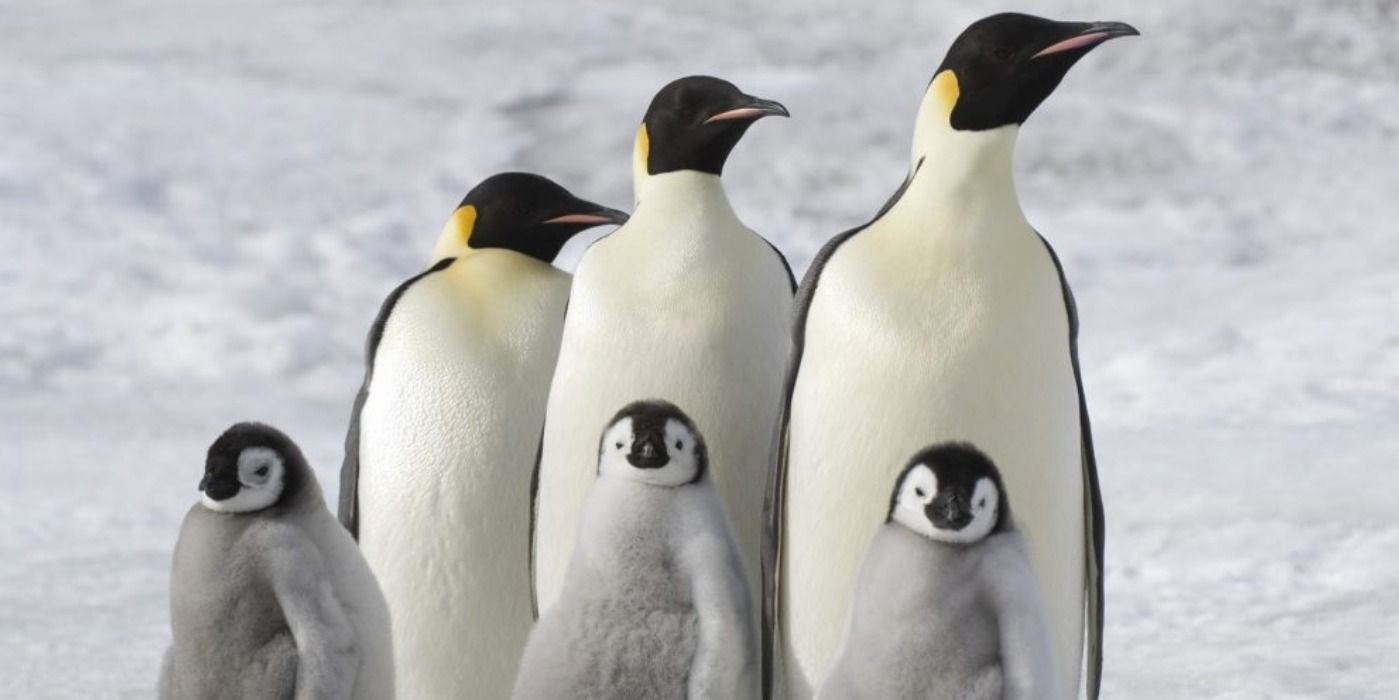 March of the Penguins