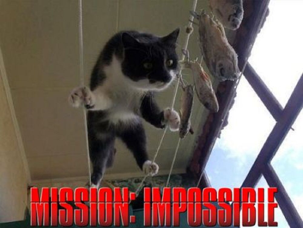 Mission Impossible Cat Meme