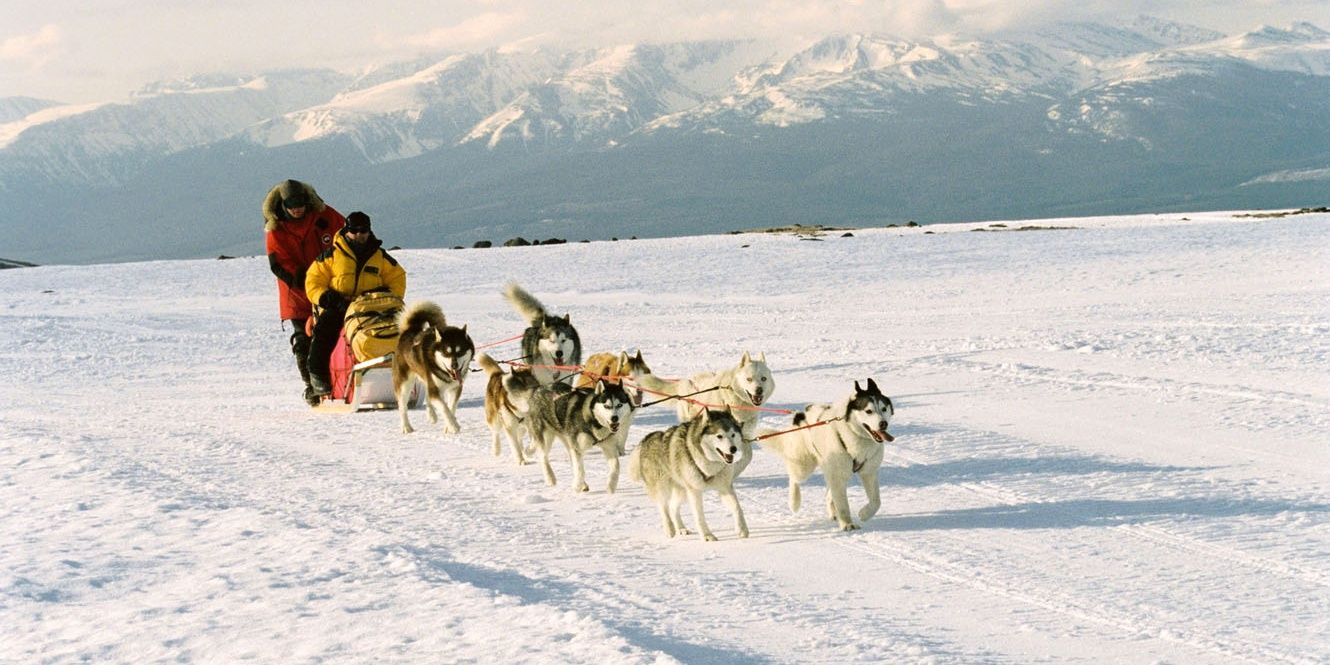 Dogs pull a sled through the snow in Eight Below