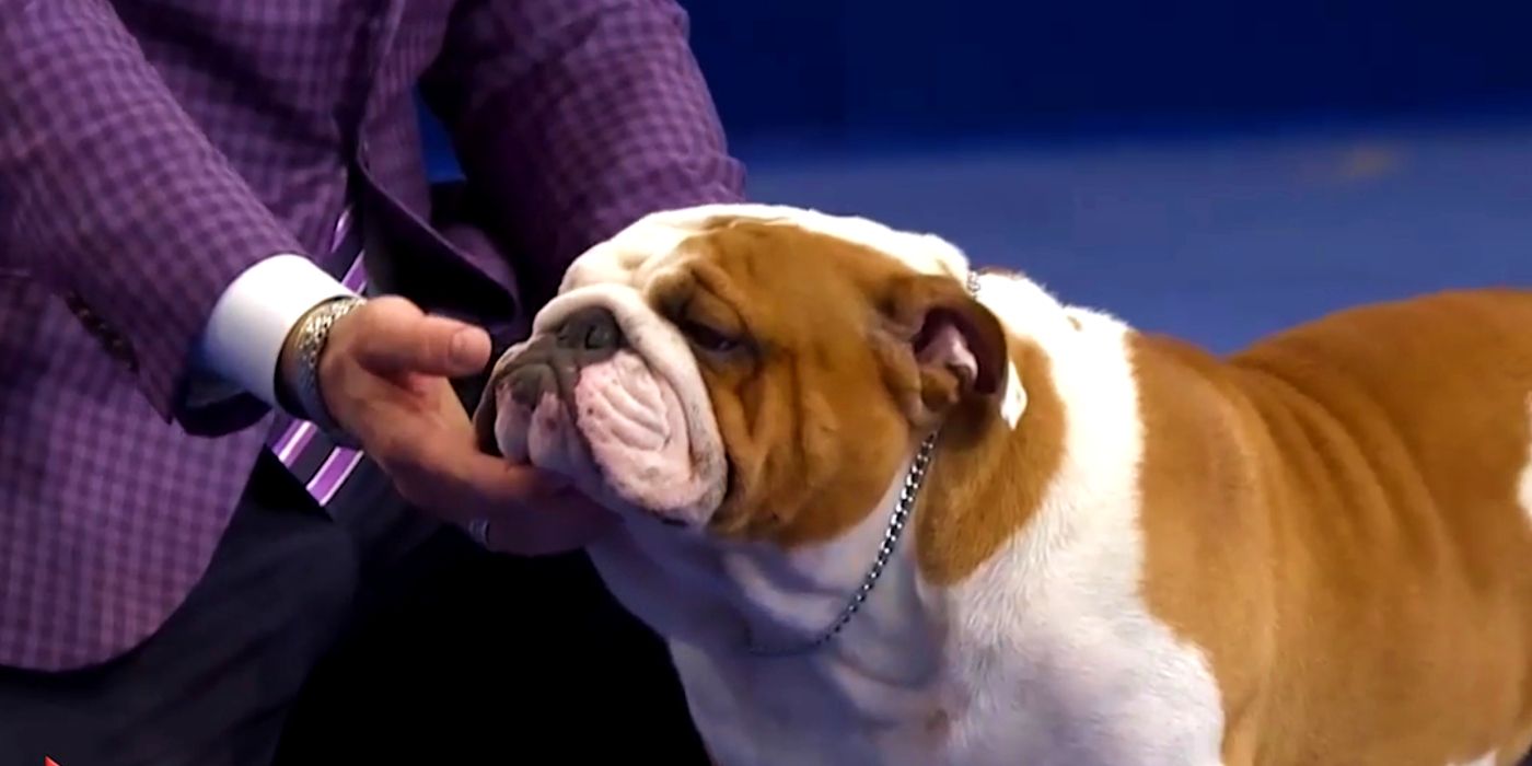 English bulldog shows store 2019