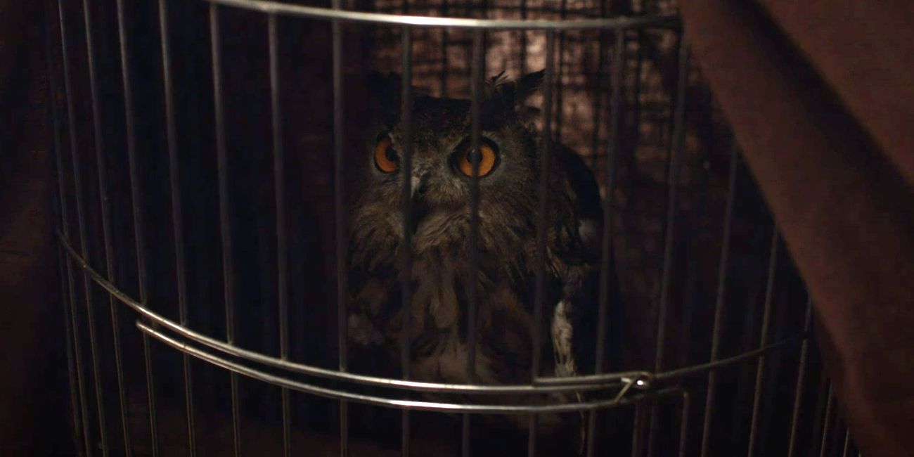 Watchmen Pet Owl Who