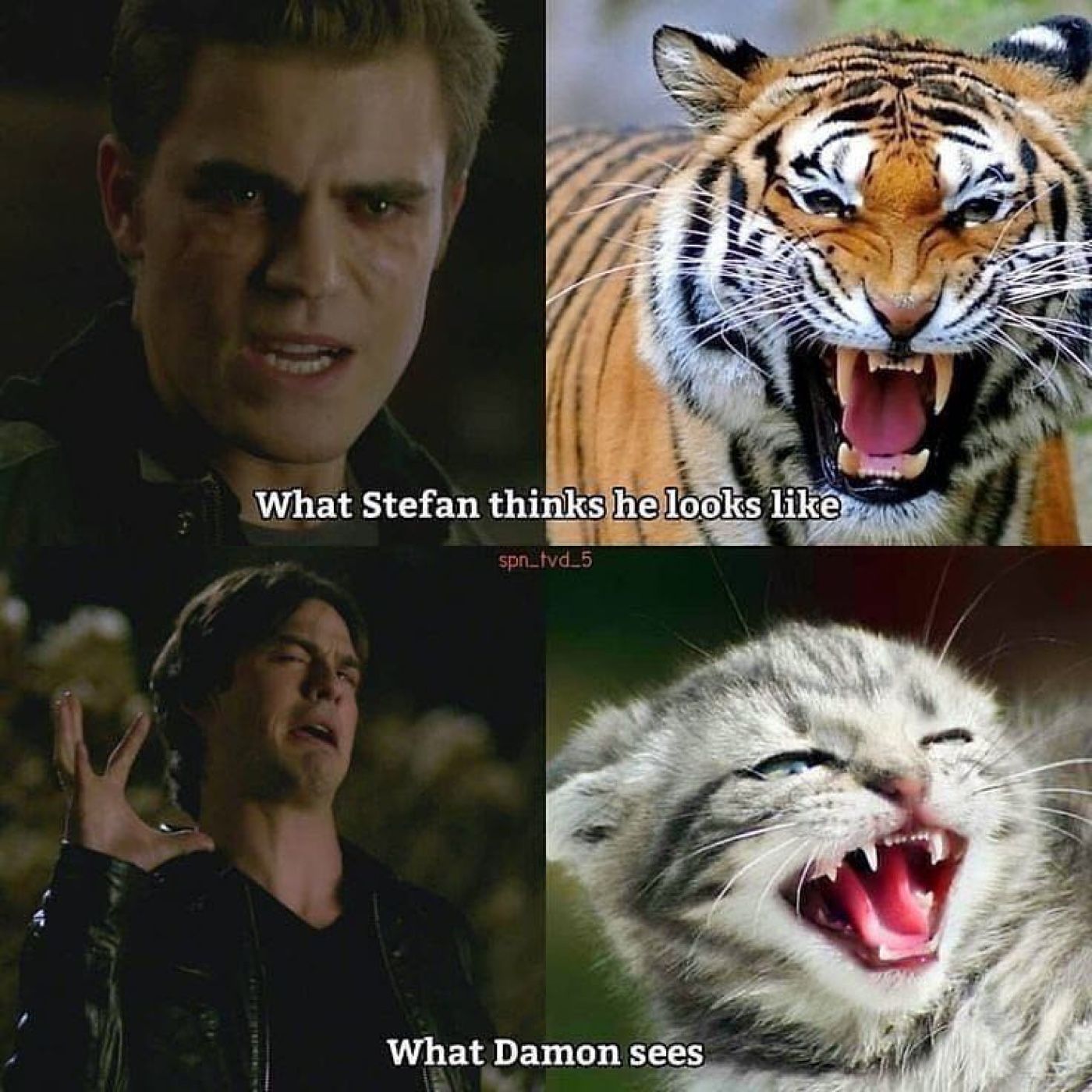 The Vampire Diaries: 10 Hilarious Damon Memes That Only True Fans Will ...