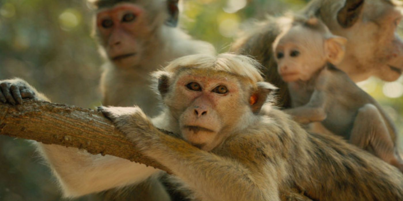 monkey_kingdom